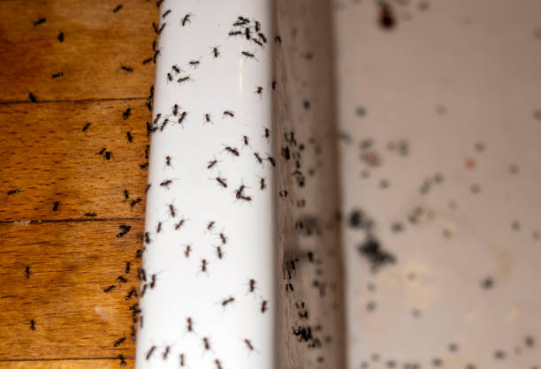 Spider Control Near Me in Woodbine, GA